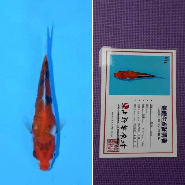 Ueno showa 14cm serti