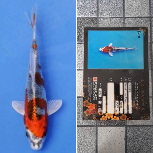 Kaneko kujaku 16cm serti