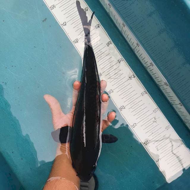 Karashu 37cm