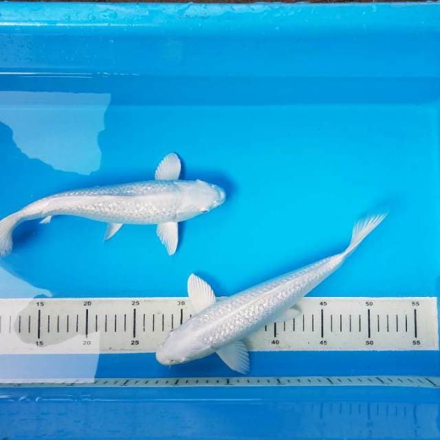 Duo Platinum Ginrin 26,27 cm
