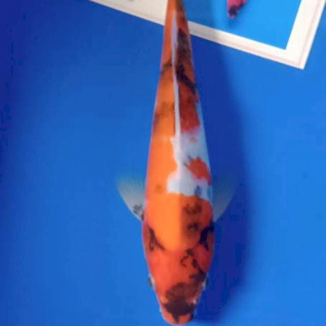 Showa marusei import