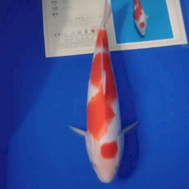 Kohaku import marusei farm