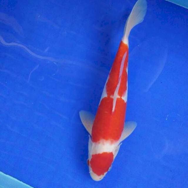 MALE 30CM SANDAN Original