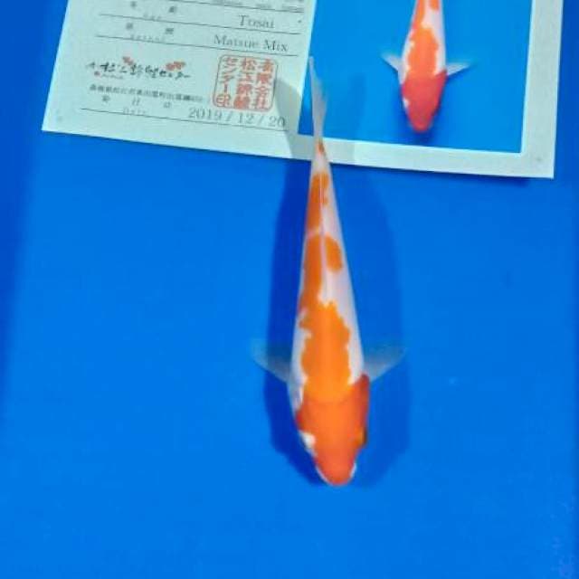 Kohaku import tosai matsue farm