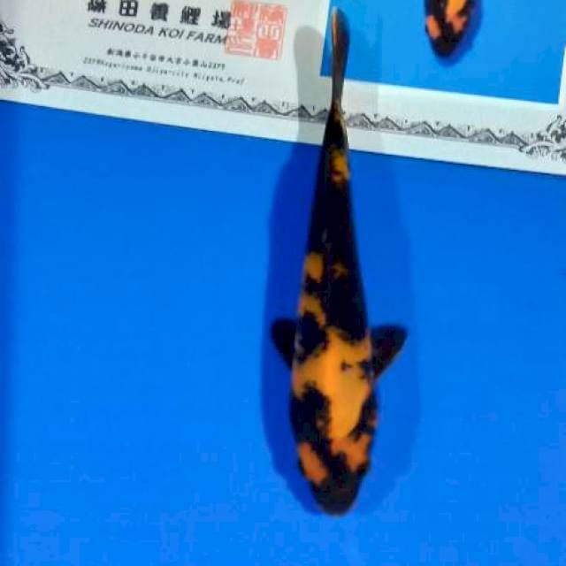 Hi utsuri shinoda tosai