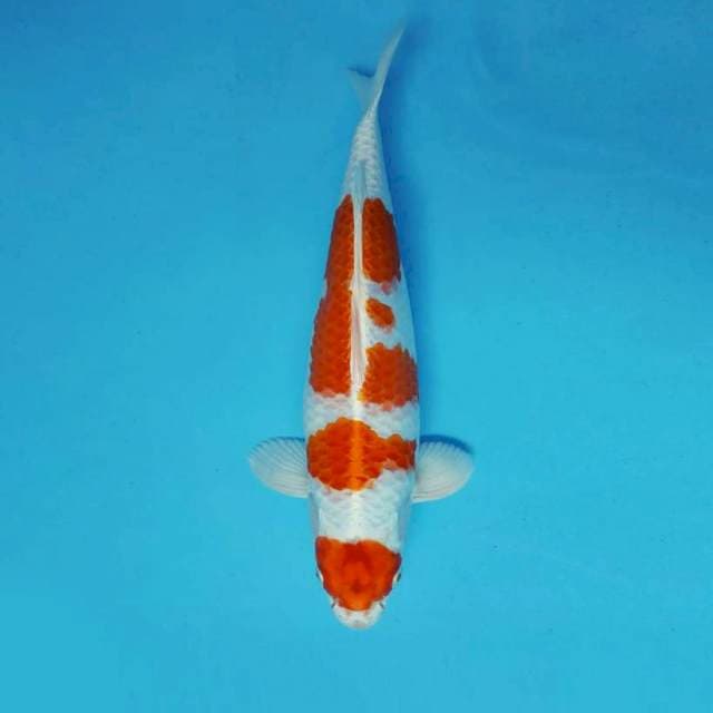 IZUMO 1 - KOHAKU HIKARI ®