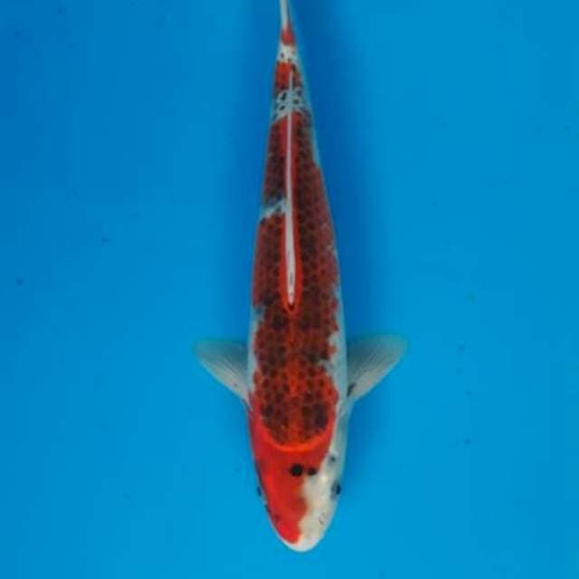 Gosiki 29cm
