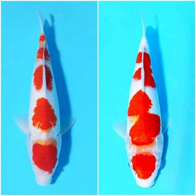 Kohaku 2 ekor