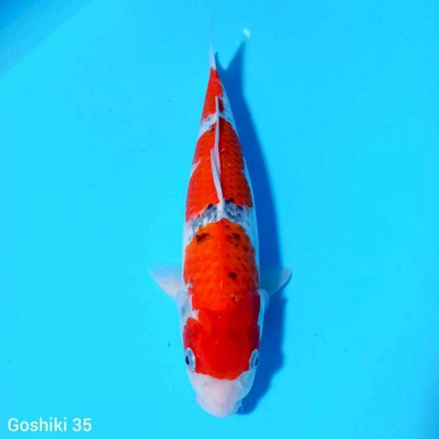 Goshiki 3 step ori