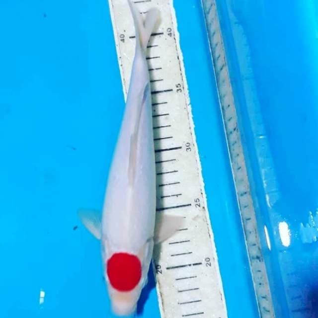 Tancho Kohako 30CM