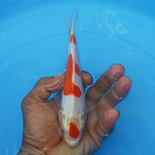 Kohaku doits maruten
