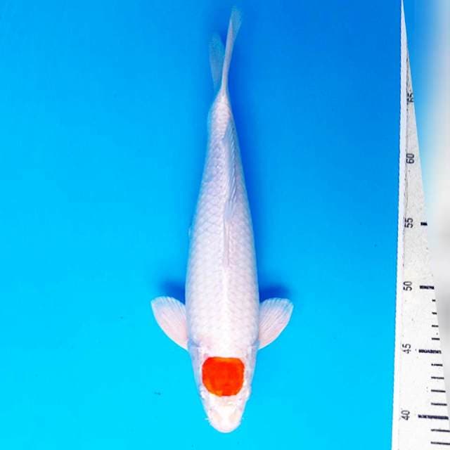 Tancho Kohaku Hikari