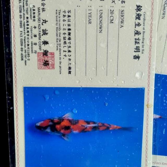 Showa import marusei