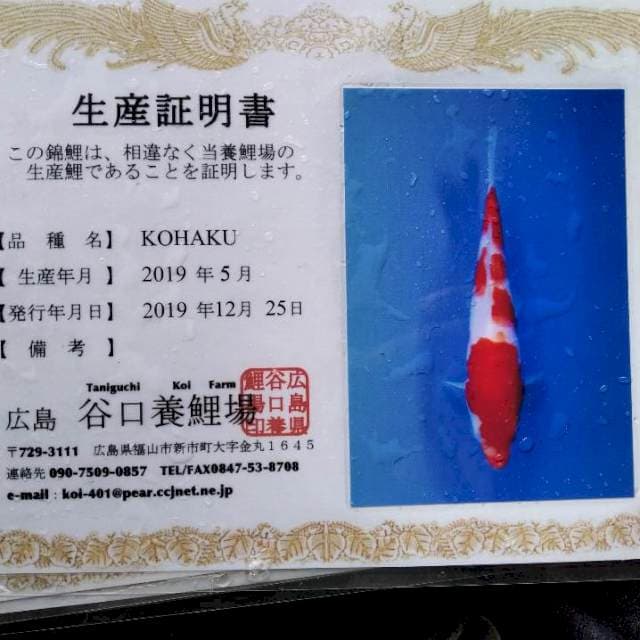 Kohaku import Taniguchi