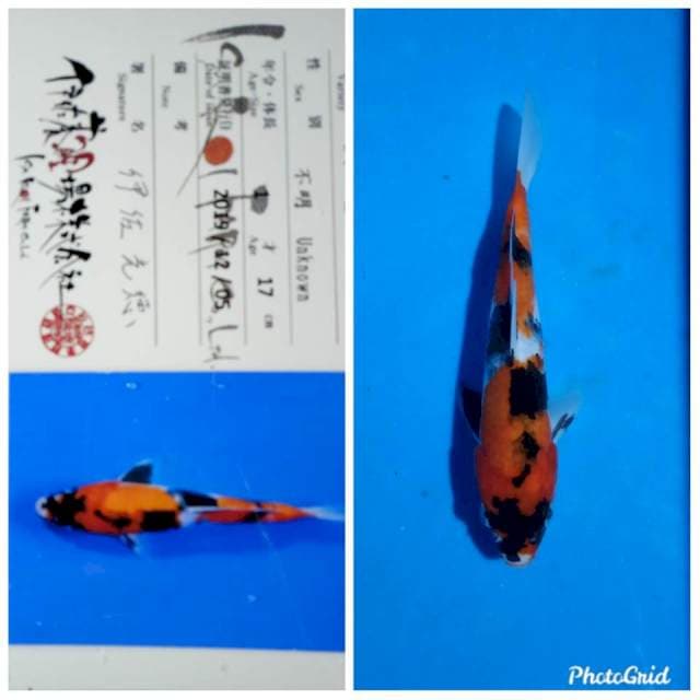 Showa isa farm new tosai