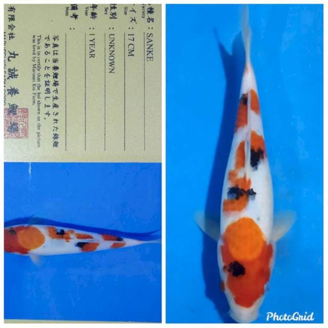 Sanke import serty marusei farm