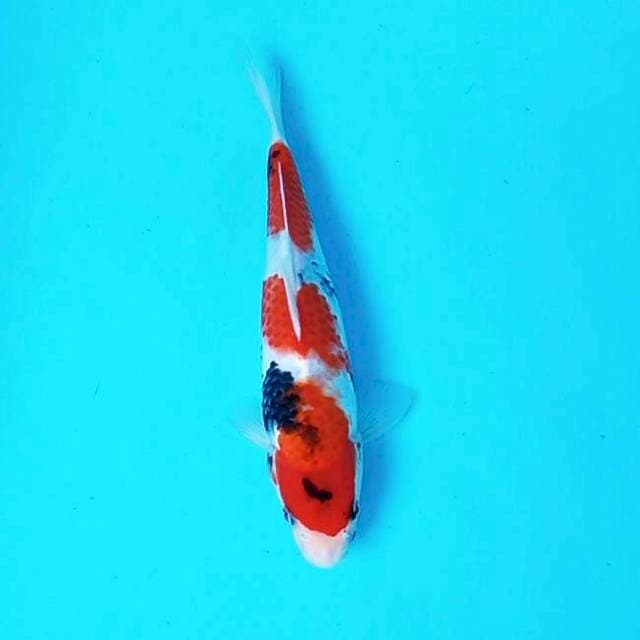 Showa 3step*30cm