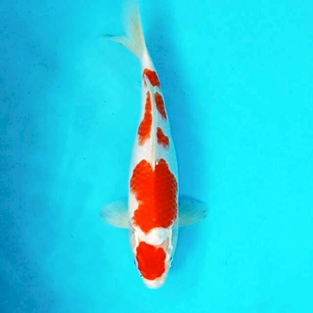 Maruten*32cm