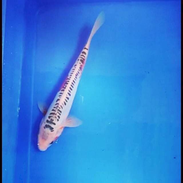 shuhui 27cm