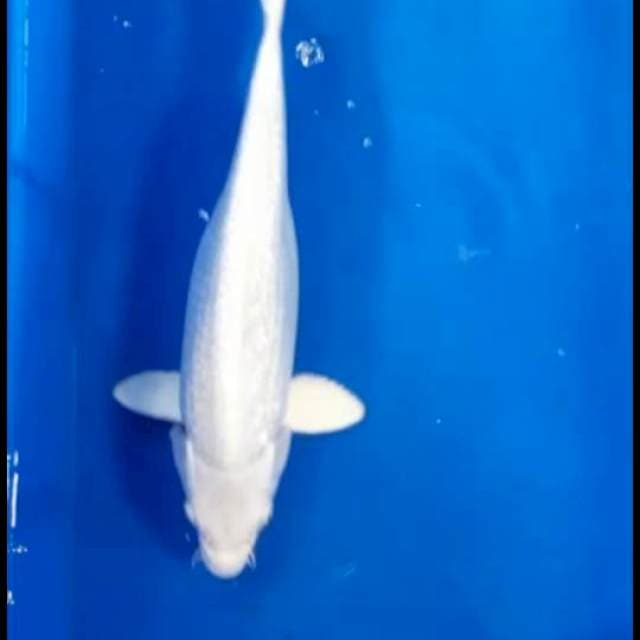 platinum bulki 31 cm
