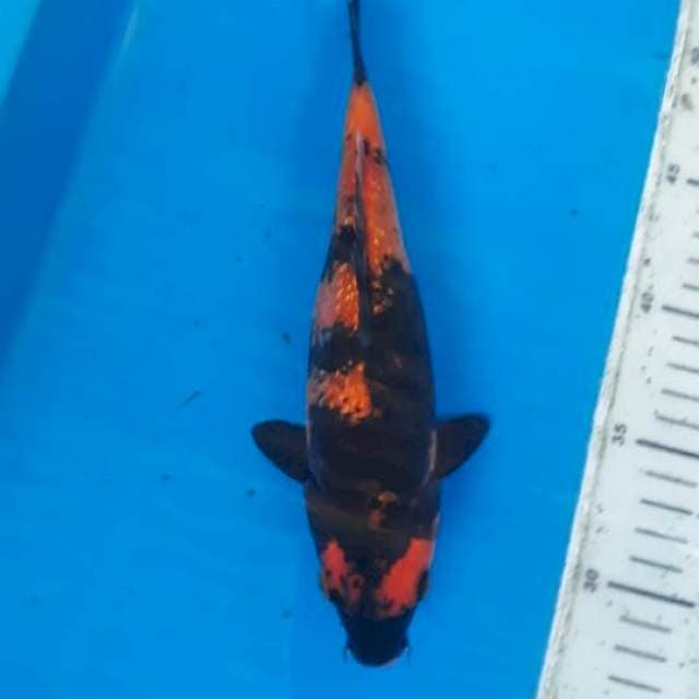 Hi utsuri ginrin 25cm
