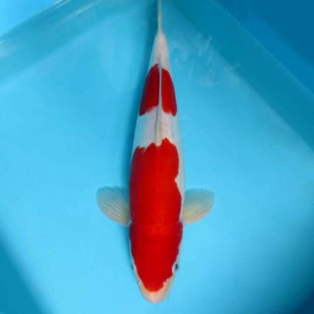 3. KOHAKU 2 STEPS