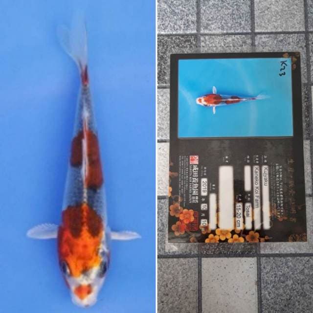 Kaneko kujaku 15cm serti