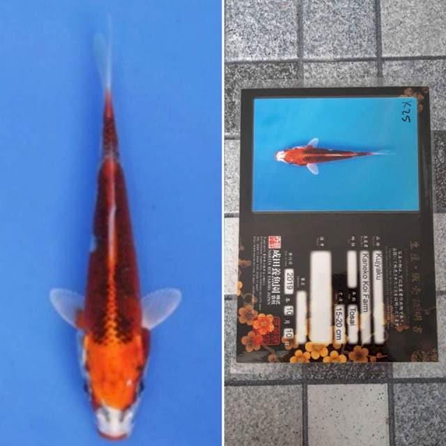 Kaneko kujaku 17cm serti