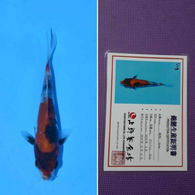 Ueno showa 13cm serti
