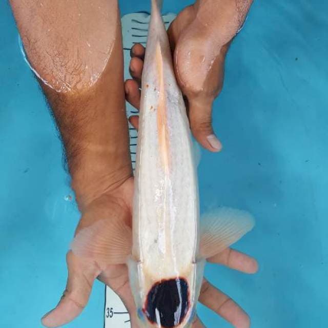 tanco budo 40 cm