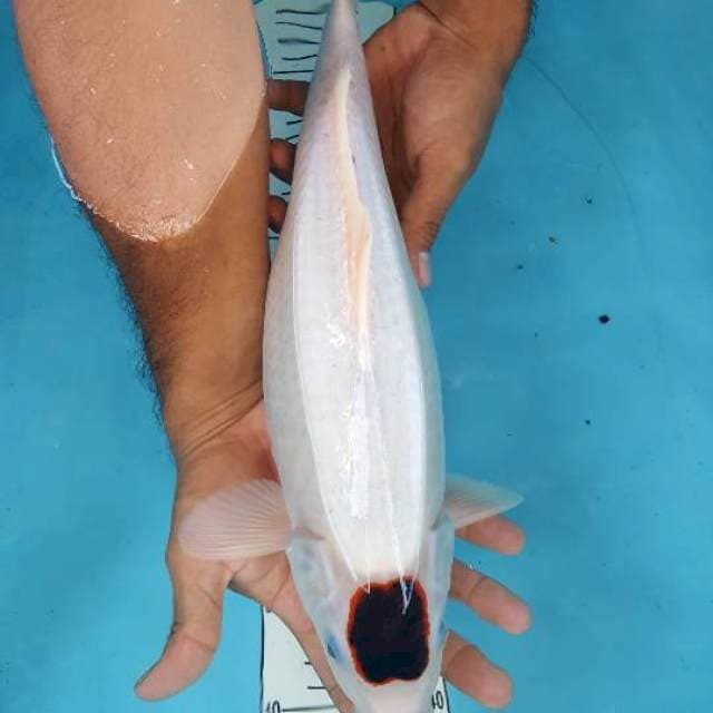 tanco budo 42 cm