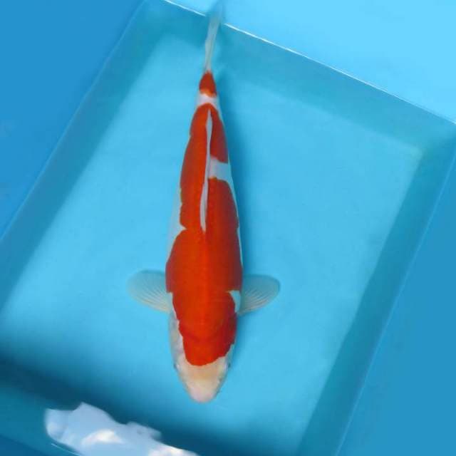 6. KOHAKU DOITSU