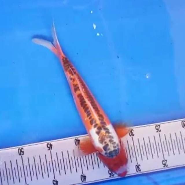 Shusui 30cm m