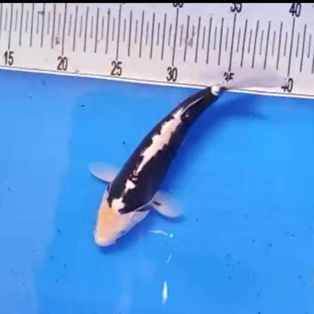 Kumon 24cm