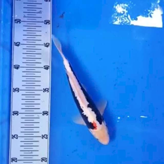 Kumon 25cm