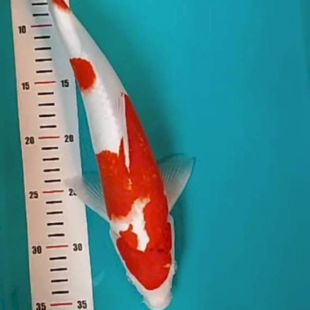 Kohaku size 35 cm