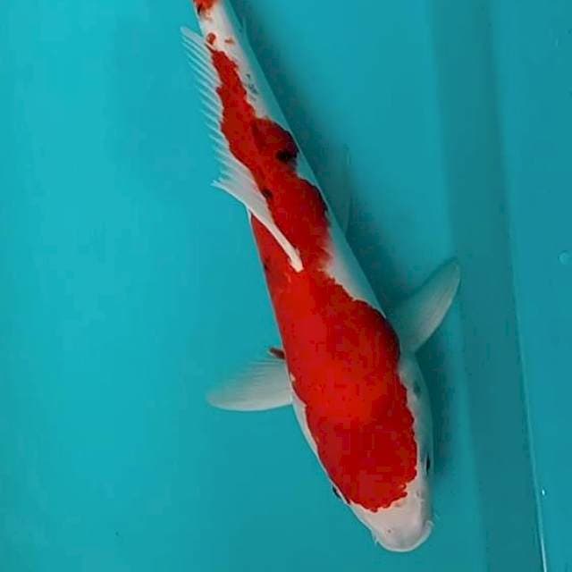 Sanke 32 cm