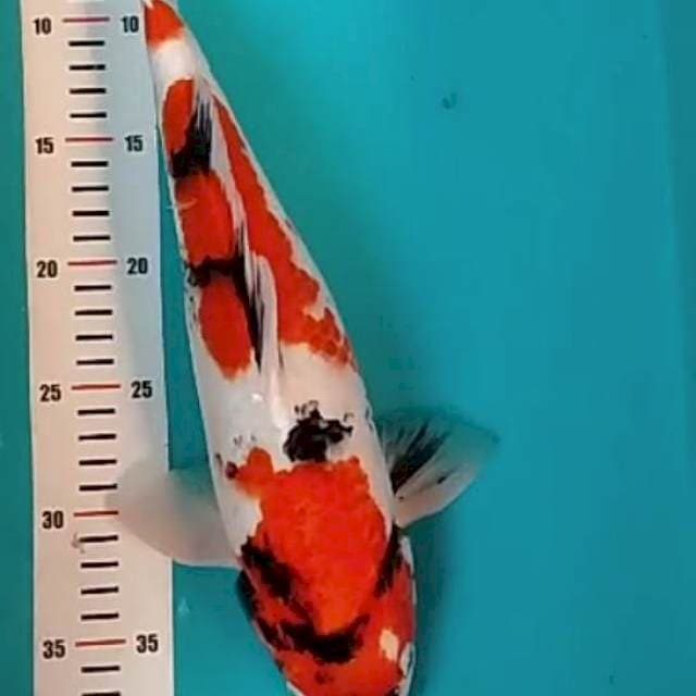 Showa 35 cm