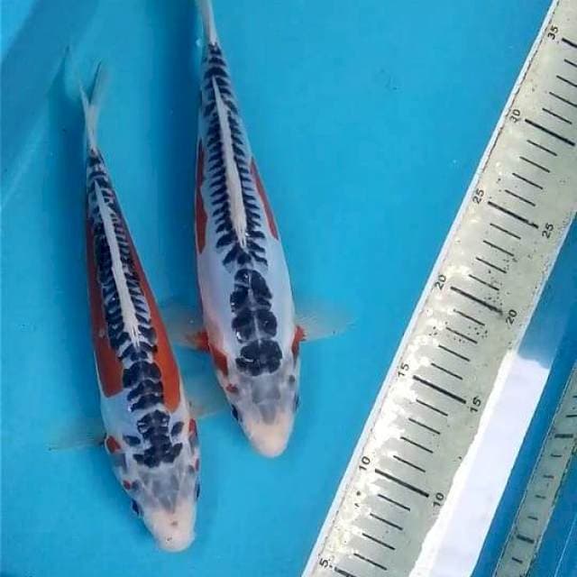 Shusui 25cm