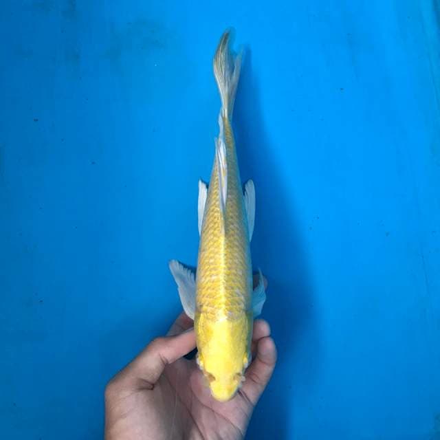 Kumpay Ogon, 30cm male