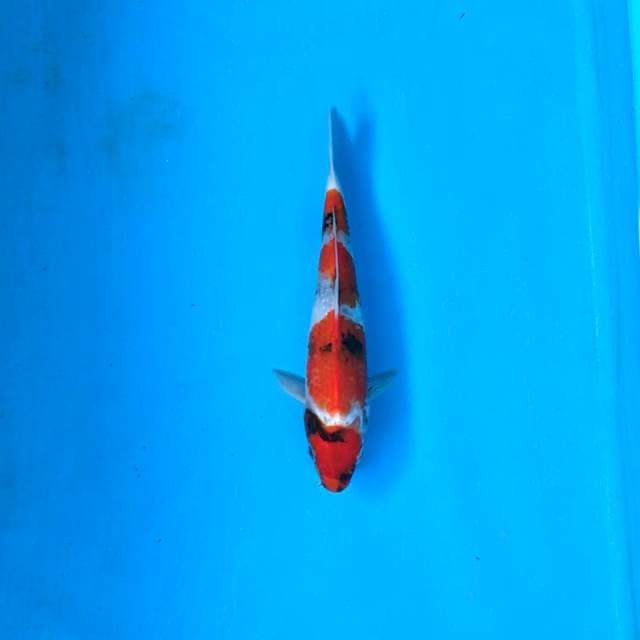 Maruten Showa, 21cm male