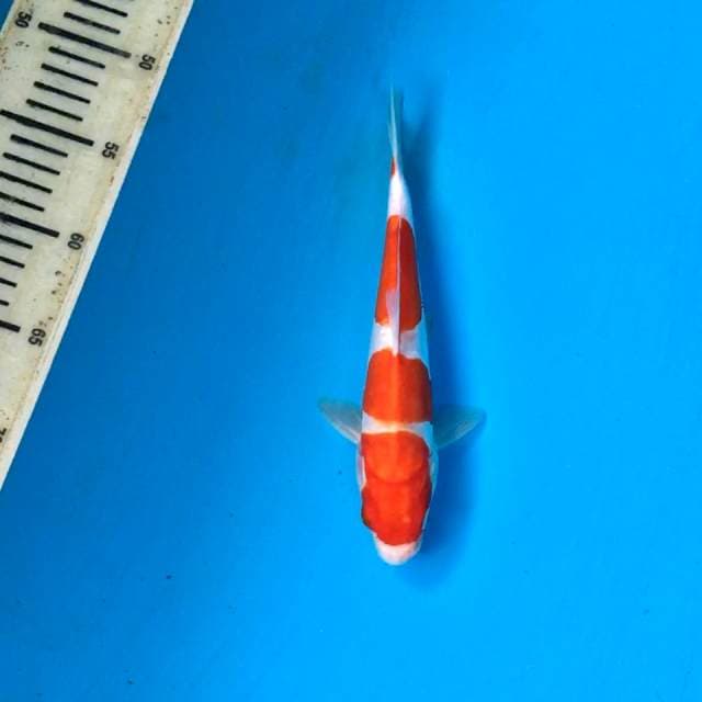 Sandan Kohaku, 25cm male