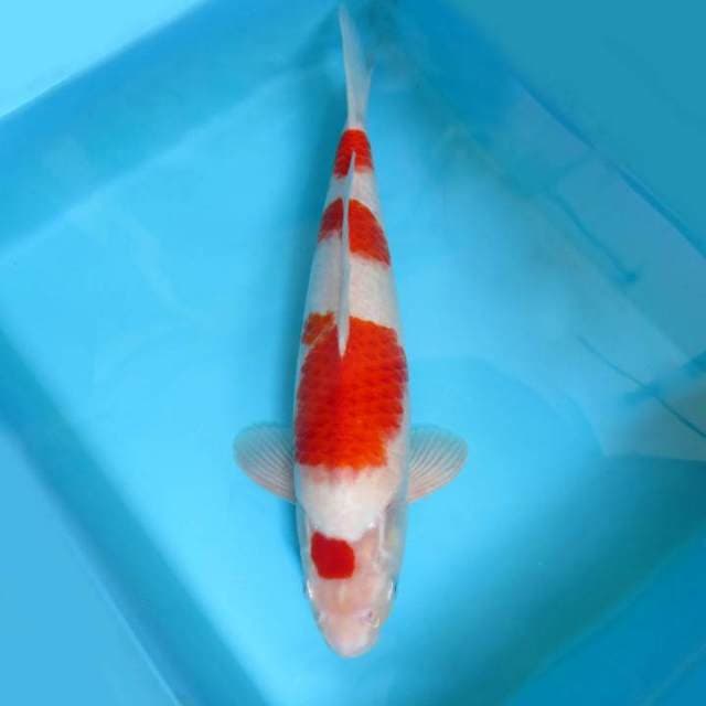 9. MARUTEN KOHAKU