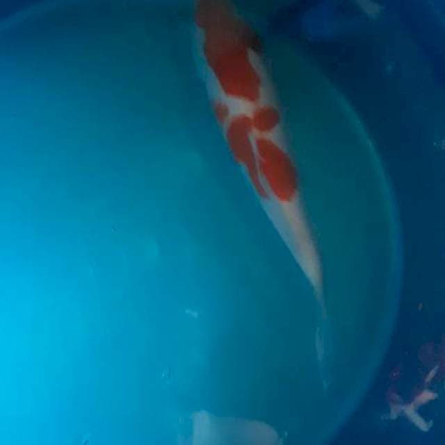 Kohaku step by step