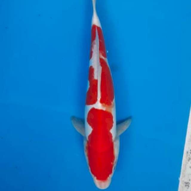 Kohaku doit male 34cm