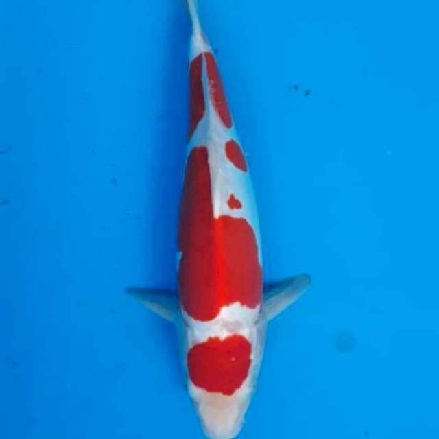 Kohaku doitsu male 35cm