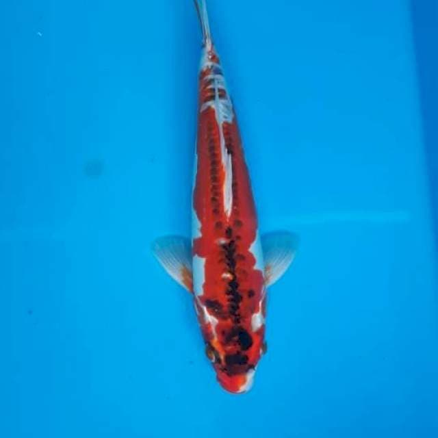 Kujaku doitsu 30cm
