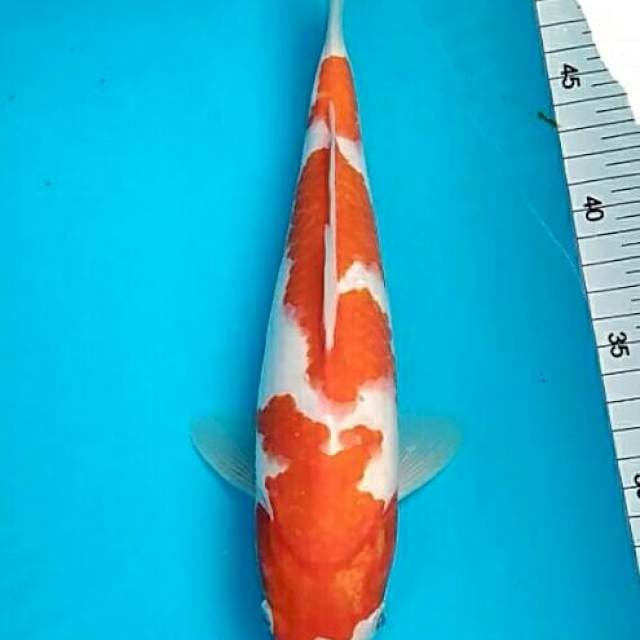 Renata 8 - Bulky kohaku artistik 3 steps 29cm