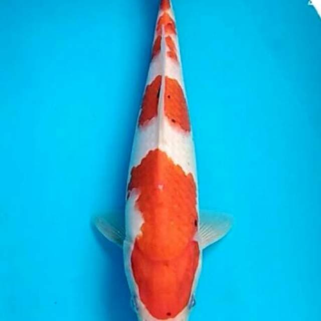 Renata 10 - Baby sanke tategoi 25cm