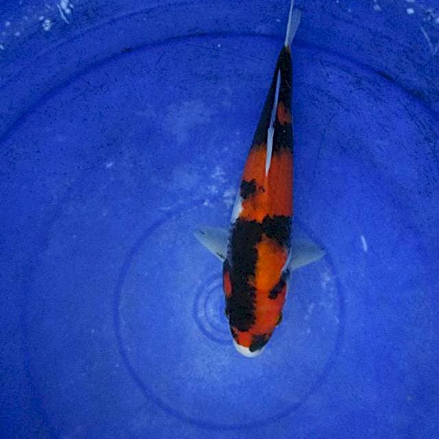 Showa ±25cm